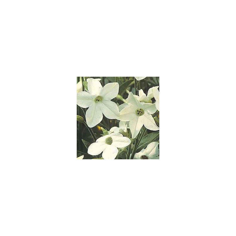 nicotiana perfume white.jpg nicotiana perfume white.jpg