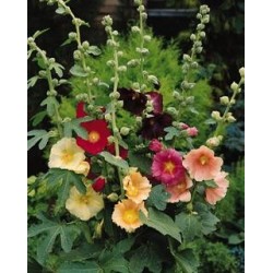 alcea ficifolia.jpg