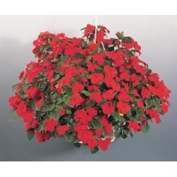 impatiens scarlet.jpg