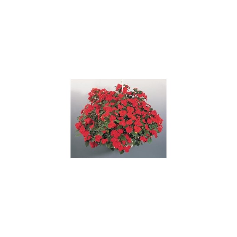 impatiens scarlet.jpg