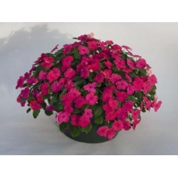 impatiens carmine.jpg