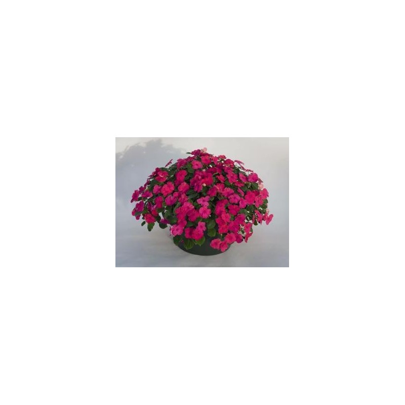 impatiens carmine.jpg