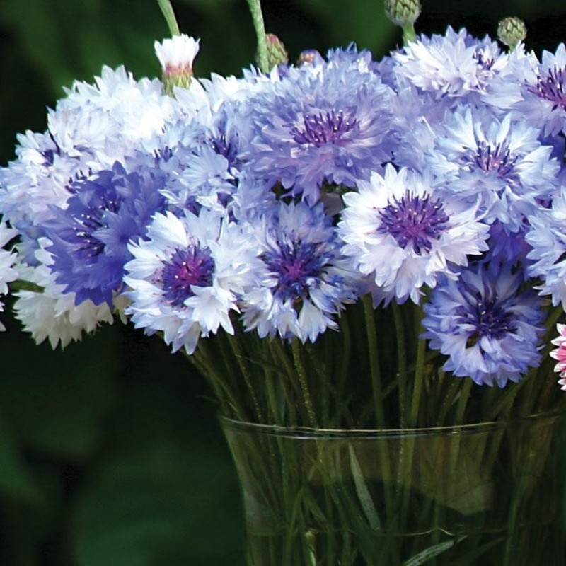 Centaurea Classic Romantic Mix .jpg