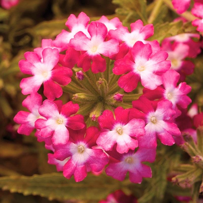 verbena obsession twister red.jpg