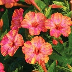 mirabilis yellow red.jpg