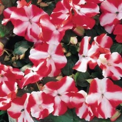 impatiens accent red star.jpg