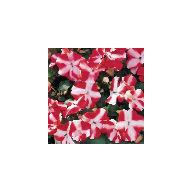 impatiens accent red star.jpg