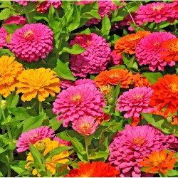 Zinnia Magellan Mix