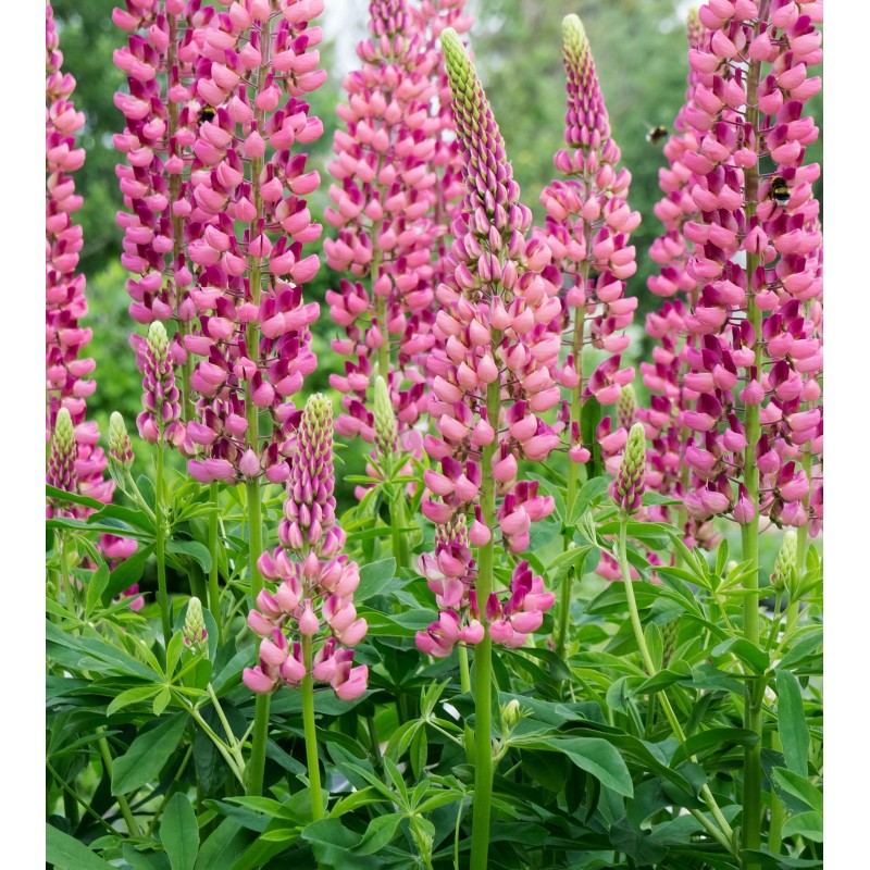 Lupin Lupini Pink Shades NEW