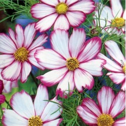 Cosmos Candy Stripe