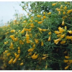 Eccremocarpus Tresco Gold