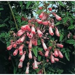 Eccremocarpus Rose-Pink