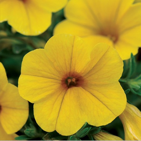 Calibrachoa Kabloom Yellow NEW