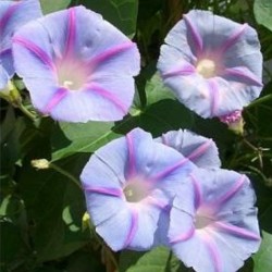 Blue Star Morning Glory