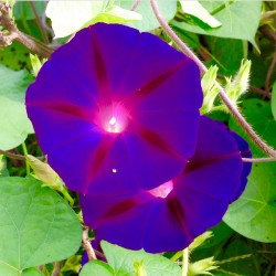 Kniolas Black Morning Glory