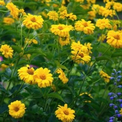 Heliopsis Midwest Dreams