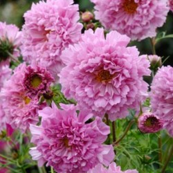 Cosmos Double Click Rose...