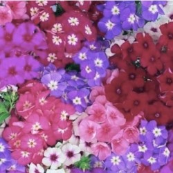 Phlox Globe Beauty Mix