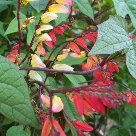 Mina Lobata Exotic Love