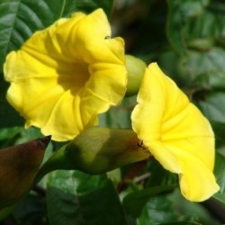 Merremia Tuberosa Hawaiian...