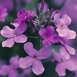 Hesperis matronalis Purple