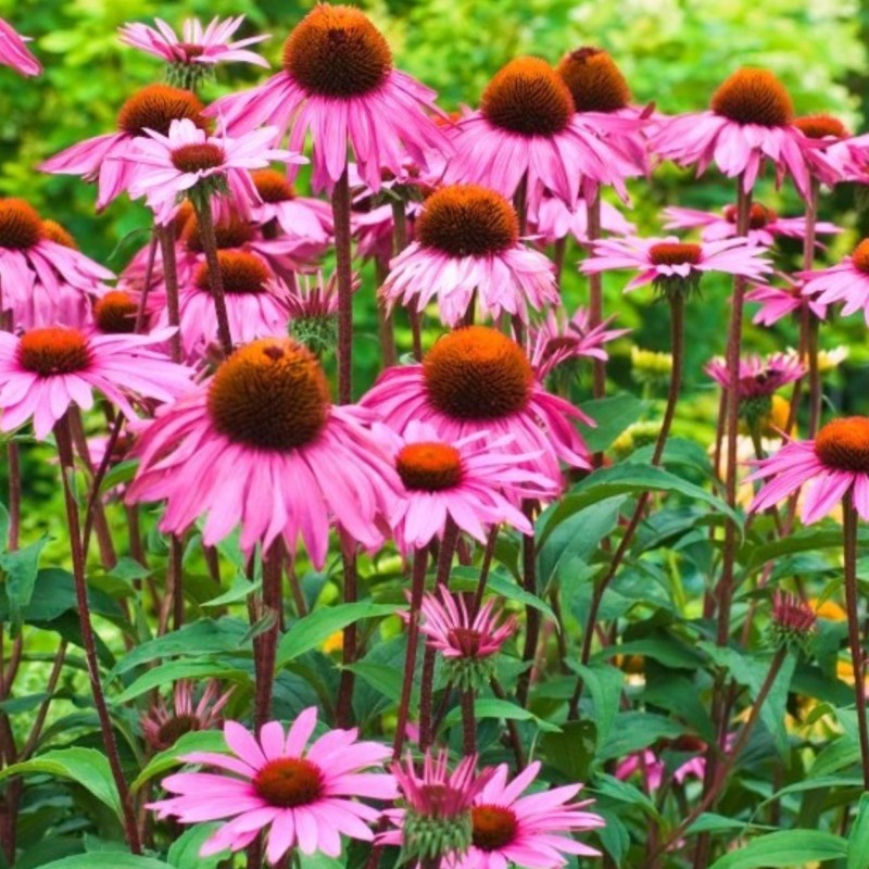 Rudbeckia Aster Echinacea