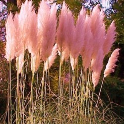 Cortaderia Pampas Grass Pink