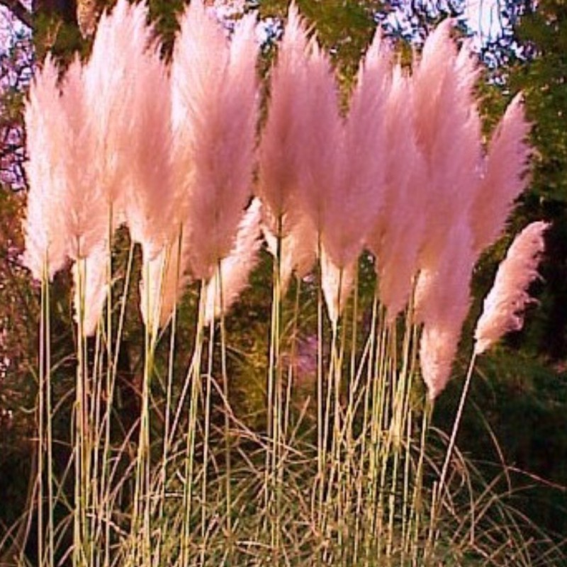 Pampas Grass Pink