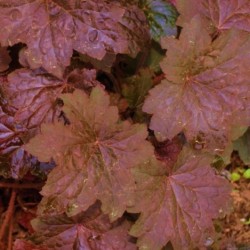 Heuchera Palace Purple Select