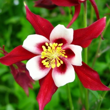 Aquilegia caerulea Crimson Star