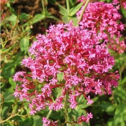 Centranthus ruber Rosy Red