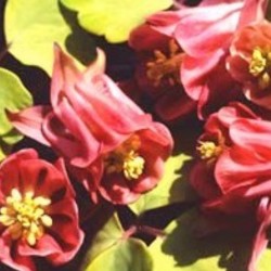 Aquilegia Burnished Rose