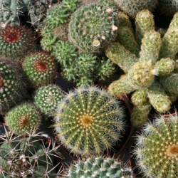 Cactus All Forms Mix