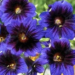 Salpiglossis sinuata Kew Blue