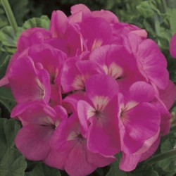 Geranium Maverick Pink