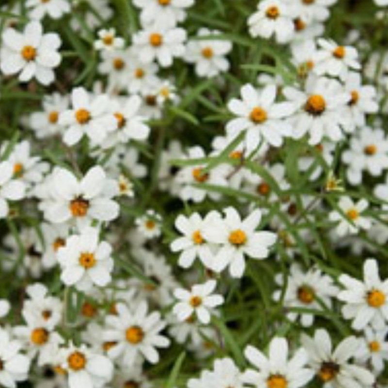 Zinnia angustifolia Star White