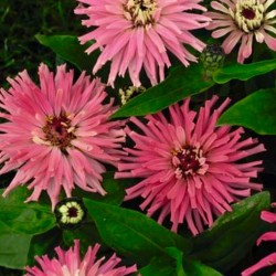 Zinnia Pinca