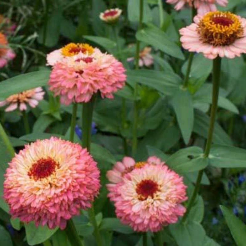 50 seed Zinnia Zinderella Peach,Big Bright Aromas Beautiful Flowers Home Garden! 