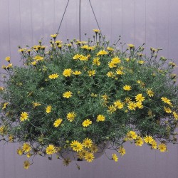 Dahlberg Daisy