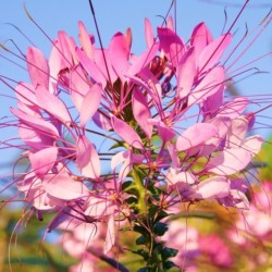 Cleome Mauve Queen