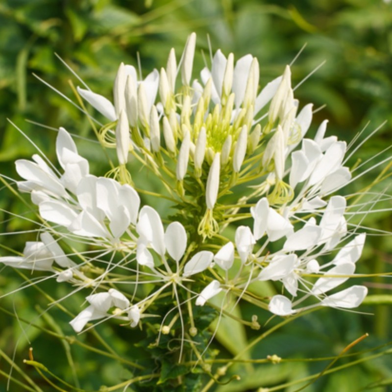 Cleome White Queen NEW