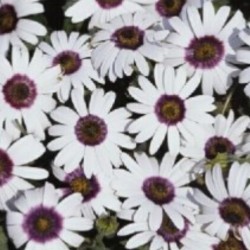 African Daisy White