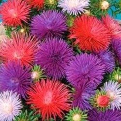 Aster Seastar Mix