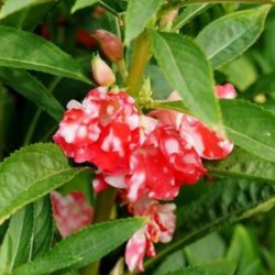 Balsam Peppermint