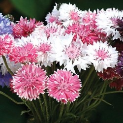 Centaurea Classic Fantastic...