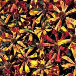 Coreopsis Quills and Thrills