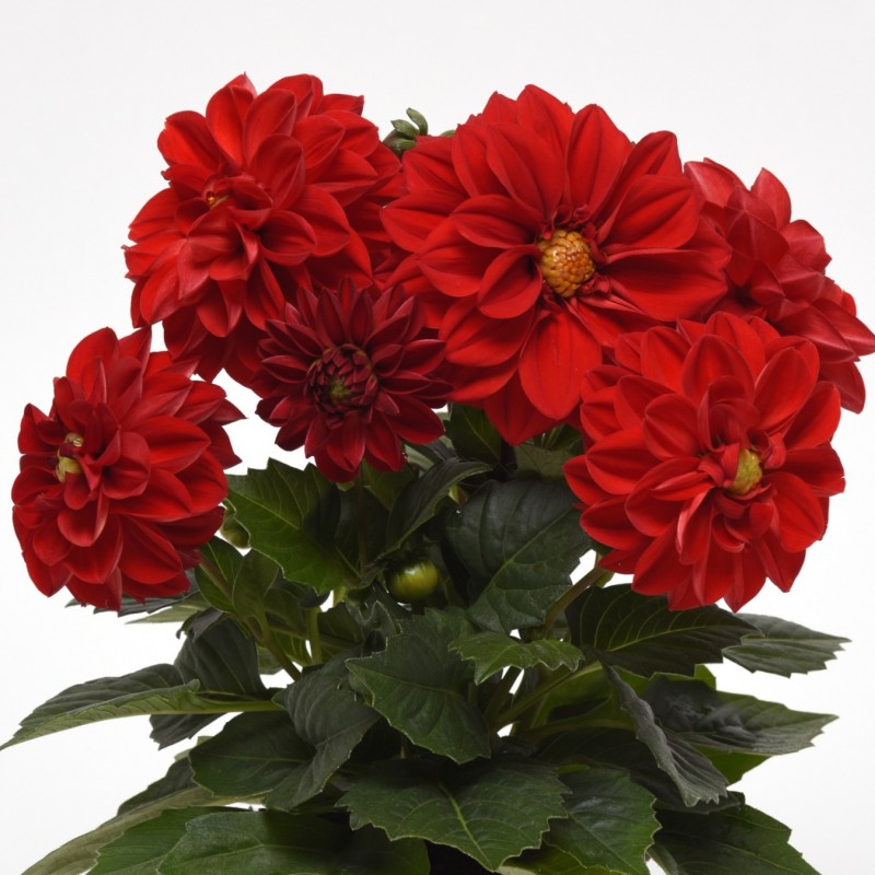 Dynamic Dahlia Figaro Photo Concept Dynamic Dahlia Figaro Photo Concept