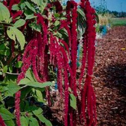 Amaranthus Love Lies Bleeding