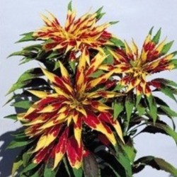 Amaranthus Tricolor Perfecta