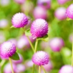 Gomphrena Bicolor Rose